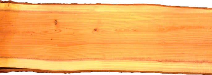 A log of yew wood